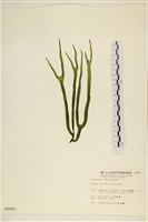 登錄號:A00000903藏品圖，第1張