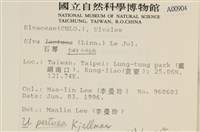 石蓴藏品圖，第2張