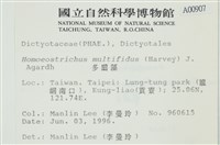 多扇藻藏品圖，第2張