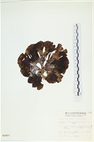 多扇藻藏品圖，第3張