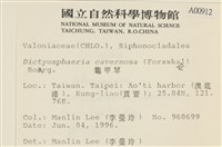 網球藻藏品圖，第2張