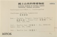 盾葉蕨藻藏品圖，第2張