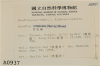 布氏藻藏品圖，第2張