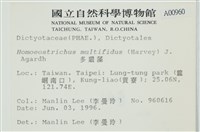多扇藻藏品圖，第2張