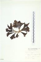 多扇藻藏品圖，第3張