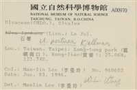 石蓴藏品圖，第2張