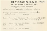網球藻藏品圖，第2張