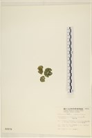 網球藻藏品圖，第3張
