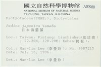 日本海扇, 日本團扇藻藏品圖，第2張