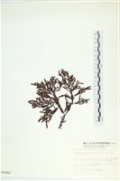 登錄號:A00000982藏品圖，第3張