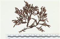 登錄號:A00000982藏品圖，第1張