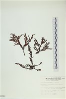 登錄號:A00000983藏品圖，第1張