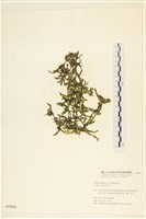 登錄號:A00000984藏品圖，第1張