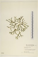 登錄號:A00000985藏品圖，第1張