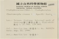 粗硬毛藻, 綠苔藏品圖，第2張