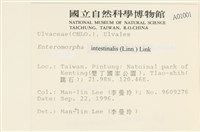 腸滸苔, 河石髮藏品圖，第2張