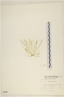 腸滸苔, 河石髮藏品圖，第3張