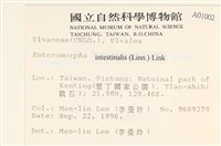 腸滸苔, 河石髮藏品圖，第1張