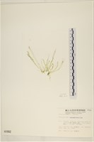 腸滸苔, 河石髮藏品圖，第2張