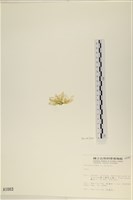 登錄號:A00001003藏品圖，第3張