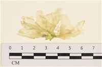 登錄號:A00001003藏品圖，第1張