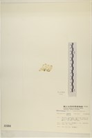 曲玉藻, 香蕉菜, 玉茄藻藏品圖，第3張