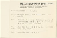 筋條石髮藏品圖，第2張