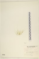 筋條石髮藏品圖，第3張