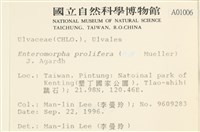 筋條石髮藏品圖，第2張