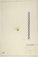 筋條石髮藏品圖，第3張