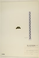 登錄號:A00001009藏品圖，第3張