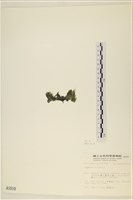 登錄號:A00001010藏品圖，第3張