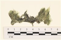 登錄號:A00001010藏品圖，第1張