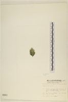 登錄號:A00001011藏品圖，第3張