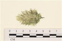 登錄號:A00001011藏品圖，第1張