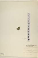 登錄號:A00001012藏品圖，第3張