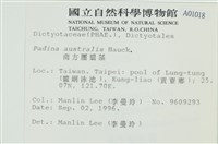 南方團扇藻藏品圖，第2張