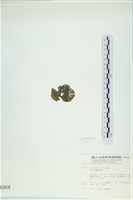 南方團扇藻藏品圖，第3張