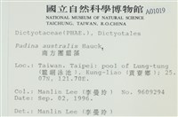 南方團扇藻藏品圖，第2張