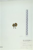 南方團扇藻藏品圖，第3張