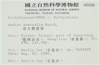 南方團扇藻藏品圖，第2張