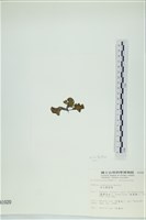 南方團扇藻藏品圖，第3張