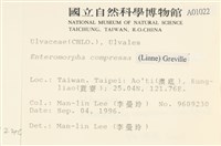 扁石髮藏品圖，第2張