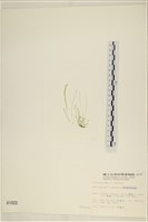 扁石髮藏品圖，第3張