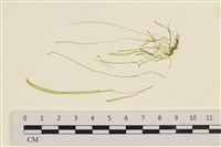 扁石髮藏品圖，第1張