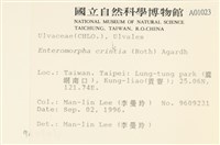 多毛滸苔藏品圖，第2張