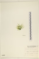 多毛滸苔藏品圖，第3張
