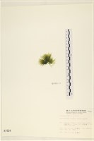 多毛滸苔藏品圖，第2張