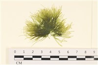 多毛滸苔藏品圖，第1張