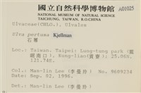 石蓴藏品圖，第2張